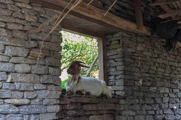 Коза сидит на окне животноводческой фермы — стоковое фото