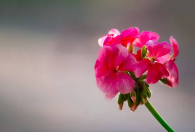 Aagaman Batika Bahçesinde Sevgililer Günü Tatlı Kırmızı Gül