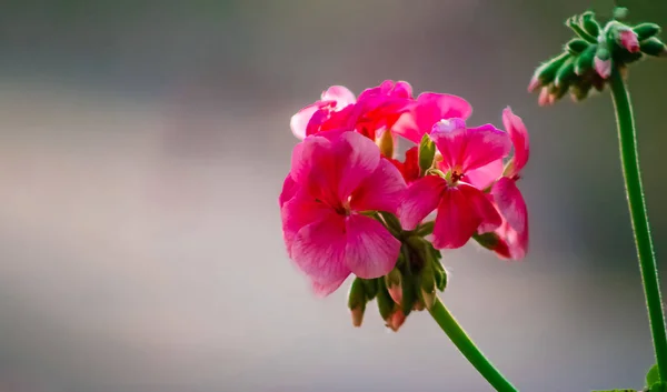 Valentinstag süße rote Rose im Aagaman Batika Garten — Stockfoto