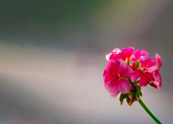 Aagaman Batika Bahçesinde Sevgililer Günü Tatlı Kırmızı Gül