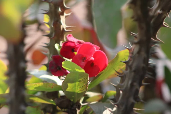 Valentinstag süße rote Rose im Aagaman Batika Garten — Stockfoto