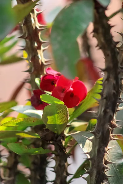 Valentinstag süße rote Rose im Aagaman Batika Garten — Stockfoto