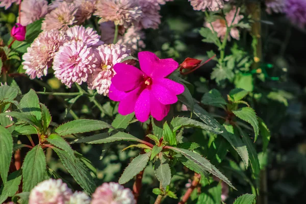 Valentines Day Sweet Flower in the Aagaman Batika Garden — Stock Photo, Image