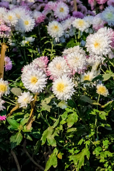 Valentines Day Sweet Flower in the Aagaman Batika Garden