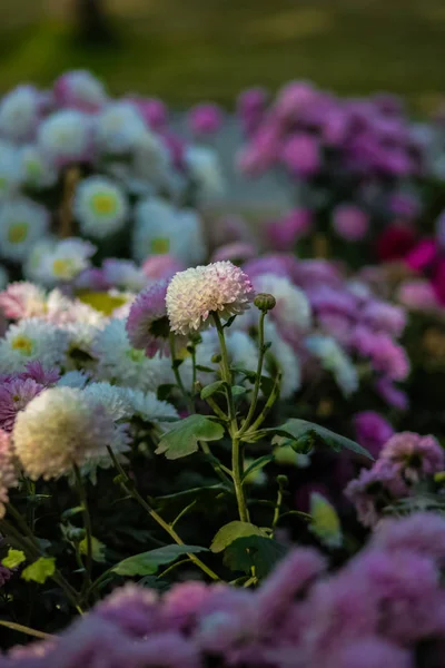 Aagaman Batika Bahçesinde Sevgililer Günü Tatlı Çiçeği