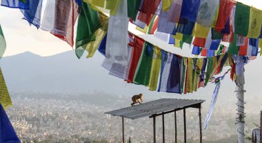 Maymun Swayambhunath Stupa 'nın Budist Tapınağında Oturuyor