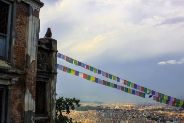 Maymun Swayambhunath Stupa 'nın Budist Tapınağında Oturuyor