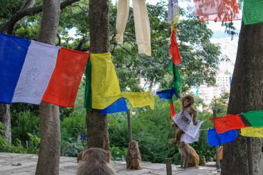 Maymun Swayambhunath Stupa 'nın Budist Tapınağında Oturuyor
