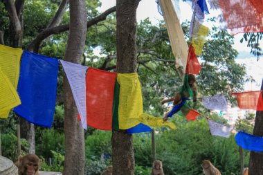 Maymun Swayambhunath Stupa 'nın Budist Tapınağında Oturuyor