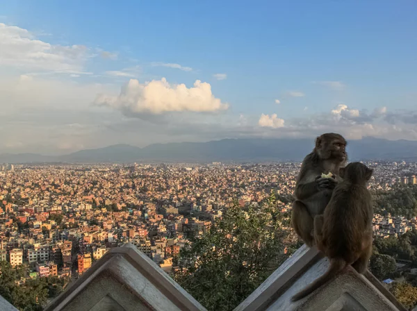 Maymun Swayambhunath Stupa 'nın Budist Tapınağında Oturuyor