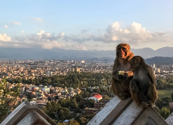 Swayamhunathストゥーパの仏教の神社に座っている猿 — ストック写真