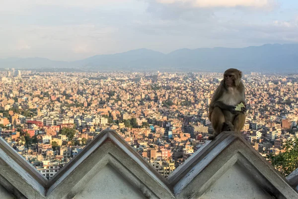Maymun Swayambhunath Stupa 'nın Budist Tapınağında Oturuyor