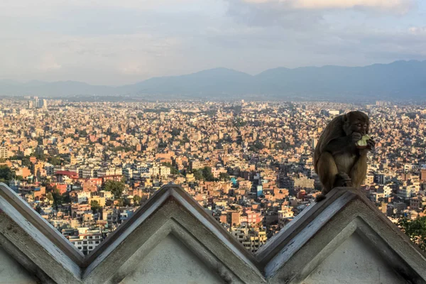 Μαϊμού κάθεται στο βουδιστικό ιερό του Swayambhunath Stupa — Φωτογραφία Αρχείου