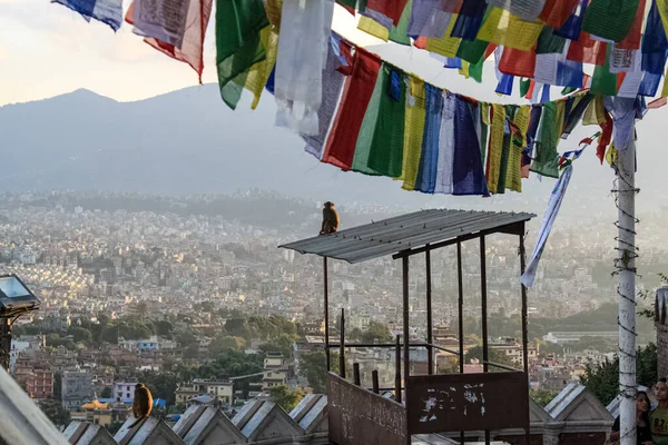 Maymun Swayambhunath Stupa 'nın Budist Tapınağında Oturuyor