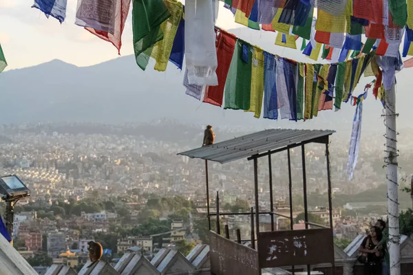 Μαϊμού κάθεται στο βουδιστικό ιερό του Swayambhunath Stupa — Φωτογραφία Αρχείου