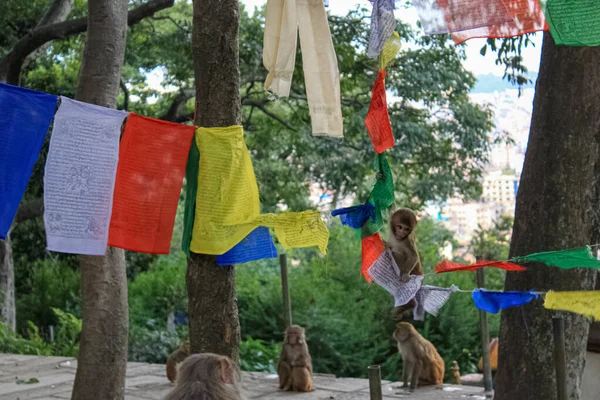 Maymun Swayambhunath Stupa 'nın Budist Tapınağında Oturuyor