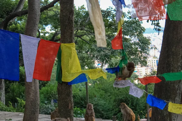 Macaco sentado no Santuário Budista de Swayambhunath Stupa — Fotografia de Stock