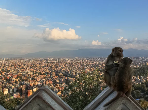 Mono sentado en el santuario budista de Swayambhunath Stupa —  Fotos de Stock