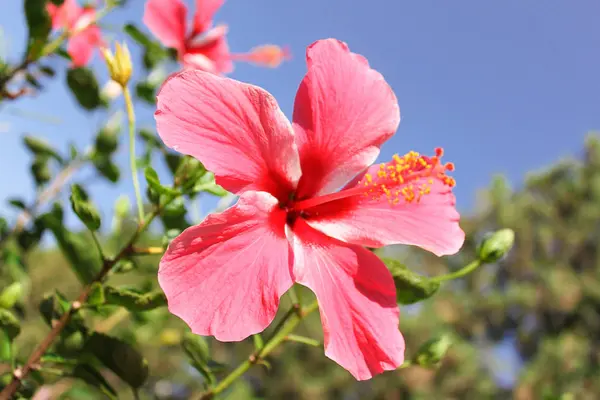 Valentinstag süße Blume mit grünem Garten — Stockfoto