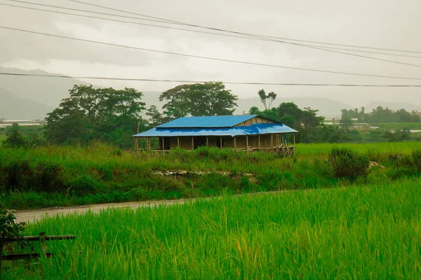 Hermosos brotes de arroz verde en el arrozal — Foto de Stock