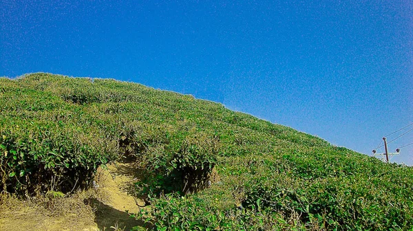 Esta Foto Fue Tomada Kanyam Tea Estate Distrito Illam Nepal —  Fotos de Stock