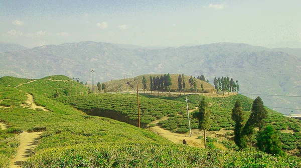 Фотография Сделана Чайной Усадьбе Каньям Районе Иллам Непале Красивые Холмы — стоковое фото