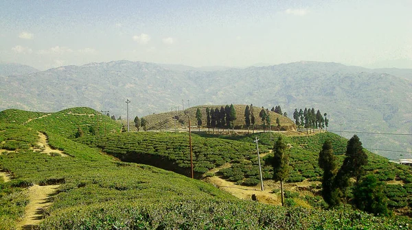 这张照片是在尼泊尔Illam区Kanyam Tea Estate拍的 这些美丽的小山由生长在斜坡上的茶树组成 给人一种异国情调的美 — 图库照片