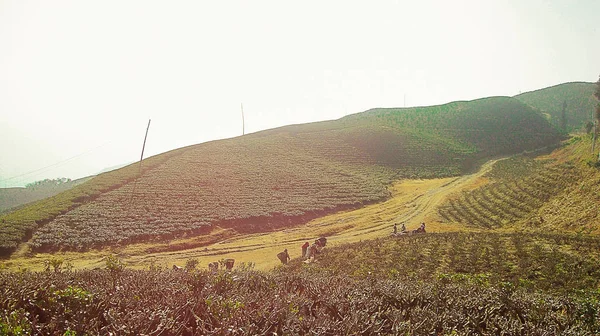 この写真はネパールのイラム地区のカニアム茶園で撮影されました これらの美しい丘は その斜面に栽培された茶植物で構成されていますエキゾチックな美しさ — ストック写真