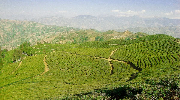 This picture was taken on Kanyam Tea Estate, in Illam District in Nepal. These beautiful hills consist of tea plants grown on their slope giving its exotic beauty.