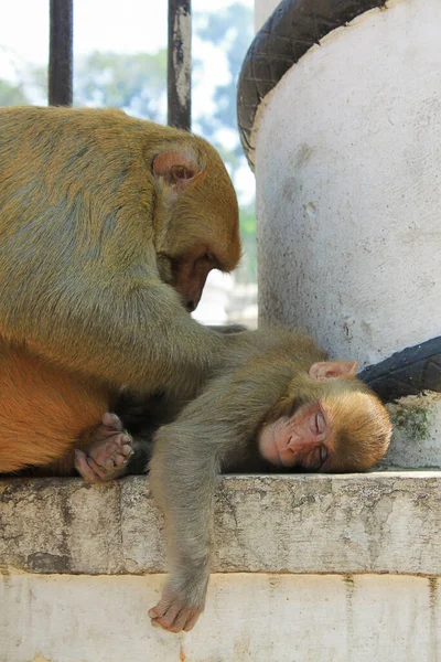 Mother monkey showing love to the children. Finding a back tick for the baby monkey