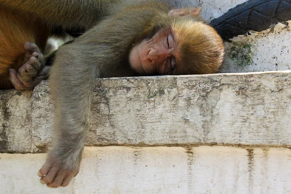 The wild Nepalese Monkey in a relaxing position, Lazy monkey relaxed, Monkey animal sleeping