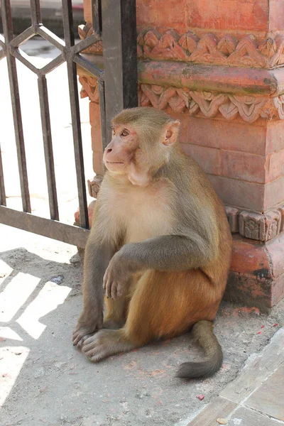 Der Wilde Nepalesische Affe Einer Entspannten Position Fauler Affe Entspannt — Stockfoto