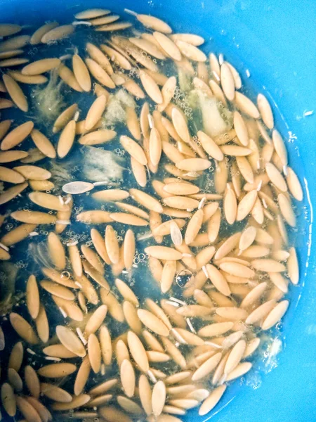 Mavi arka planda salatalık tohumu