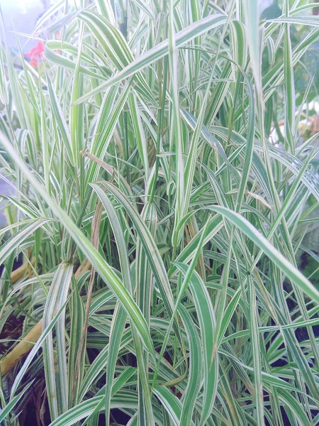 Växt Till Prydnadsträdgård Everest Carex Oshimensis Hardy — Stockfoto