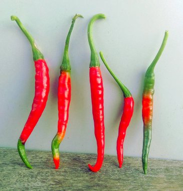 Bitki saksılarında yükselen taze kırmızı biber ve yeşil biber bitkisi. Nepal organik besin maddesi