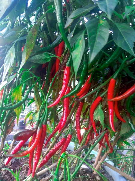 Pflanze Aus Frischen Roten Chilischoten Und Grünen Chilischoten Die Pflanzentöpfen — Stockfoto