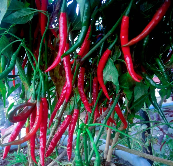 Pflanze Aus Frischen Roten Chilischoten Und Grünen Chilischoten Die Pflanzentöpfen — Stockfoto