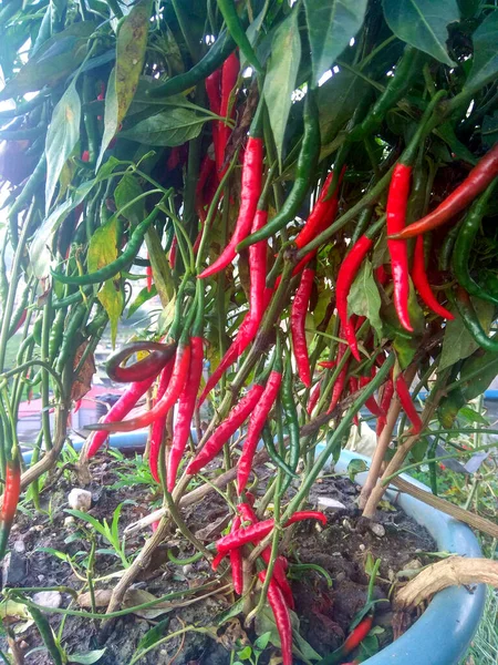 Pflanze Aus Frischen Roten Chilischoten Und Grünen Chilischoten Die Pflanzentöpfen — Stockfoto