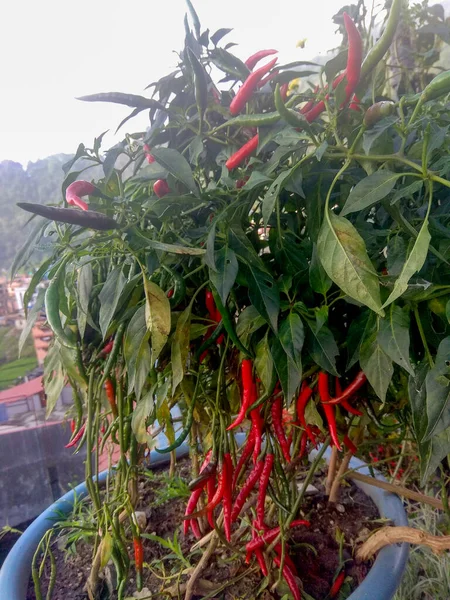 Plant Fresh Red Chilies Green Chilies Rising Plant Pots Nepalese — Stock Photo, Image