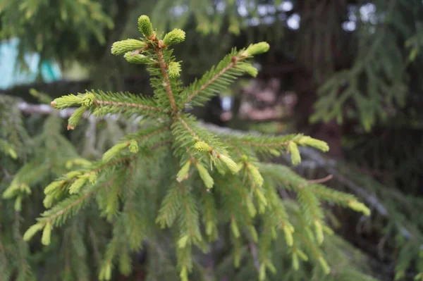 Branch Ate Sun New Buds — Stock Photo, Image