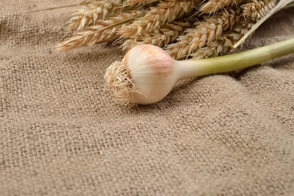 Grüner Knoblauch mit Nelken auf Jute-Hintergrund, mit einem Bund Weizen — Stockfoto