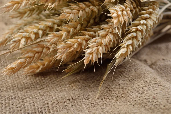 Пшеничні шипи на зерні на сільській джутовій тканині з копіювальним простором. Можна — стокове фото