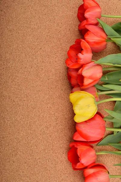 Piękny kwiatowy linia z czerwone tulipany i jeden Żółty tulipan w th — Zdjęcie stockowe