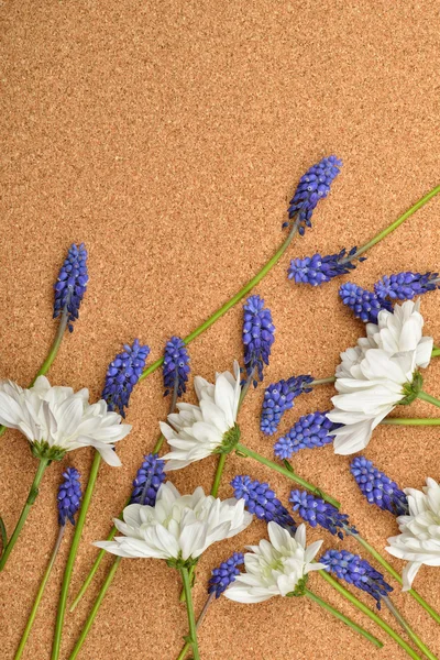 白い菊とコルクの背景に青いブドウ ヒヤシンス. — ストック写真