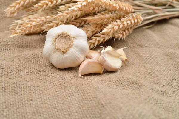 Suchého česneku na pozadí juty, s partou pšenice za nimi. — Stock fotografie