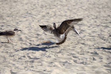 Pi ile yaptı bir plastik kutu yiyecek bir şeyler mücadele martılar