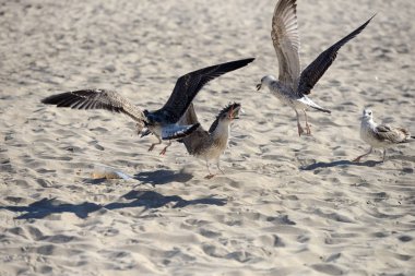 Pi ile yaptı bir plastik kutu yiyecek bir şeyler mücadele martılar