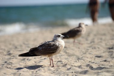Martılar yaz aylarında sahilde oturuyor. Seçici odak.