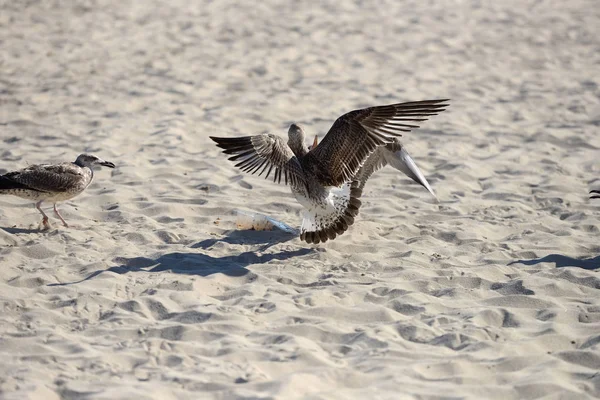 Pi ile yaptı bir plastik kutu yiyecek bir şeyler mücadele martılar