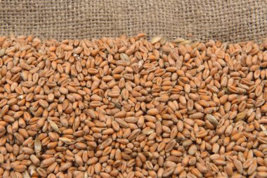 Kuru fasulye jüt arka plan resmi. Tarım, sağlıklı fo